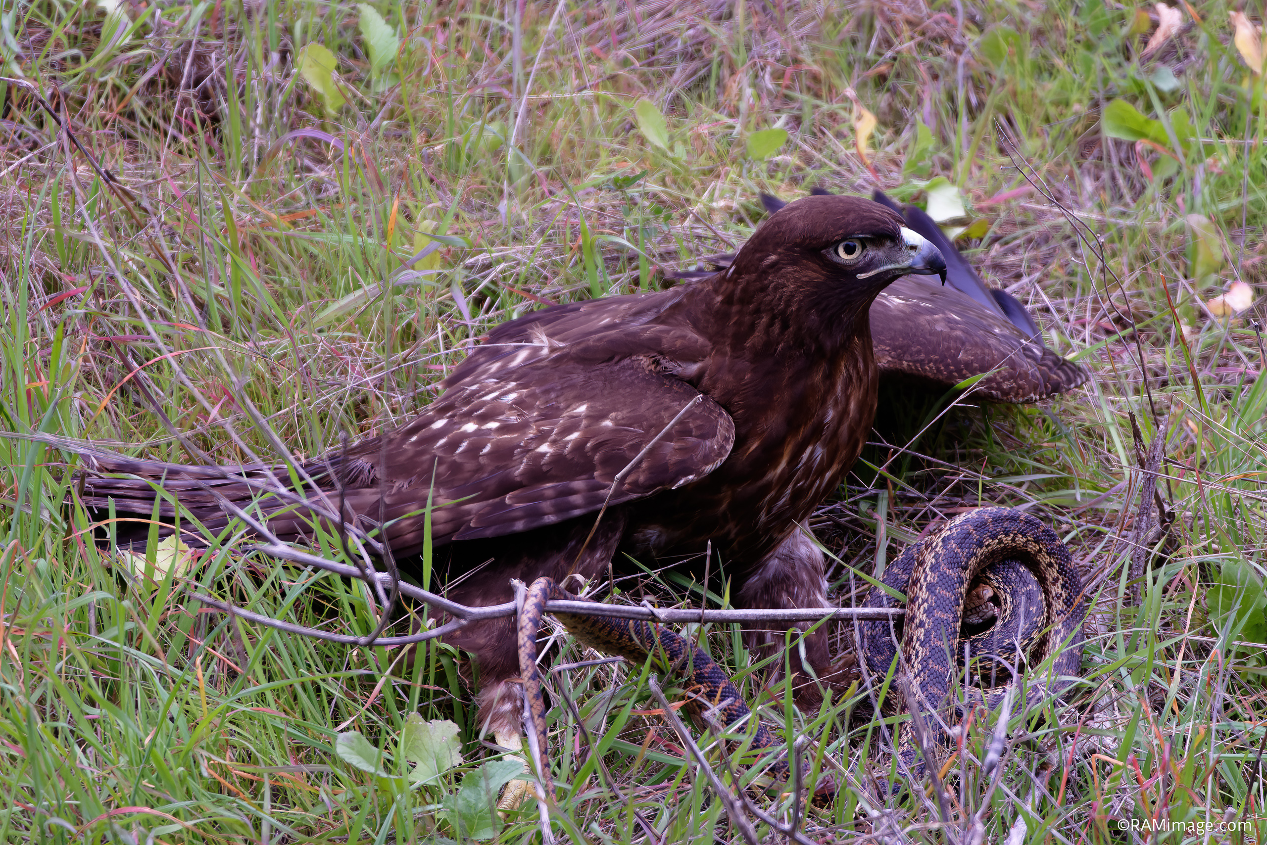 Golden Eagle With Gopher Snake