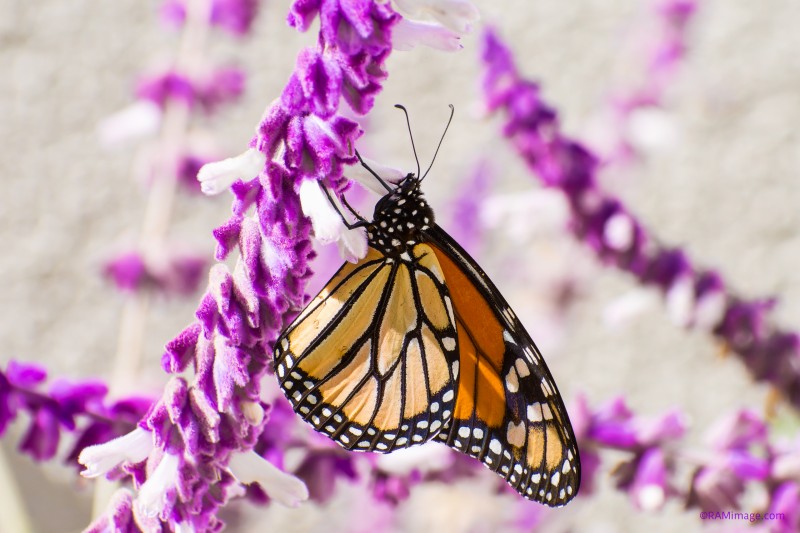 Monarch On Flower