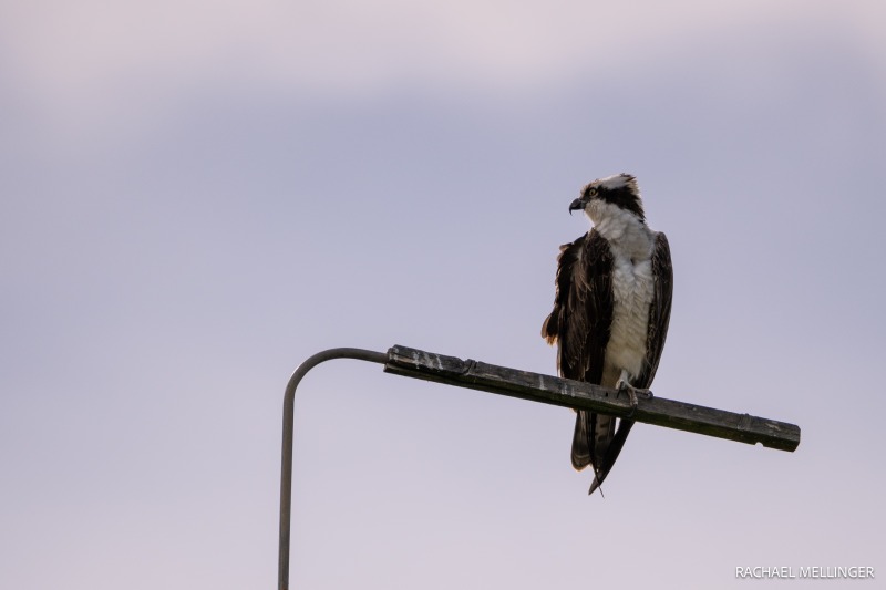 Osprey On The Lookout