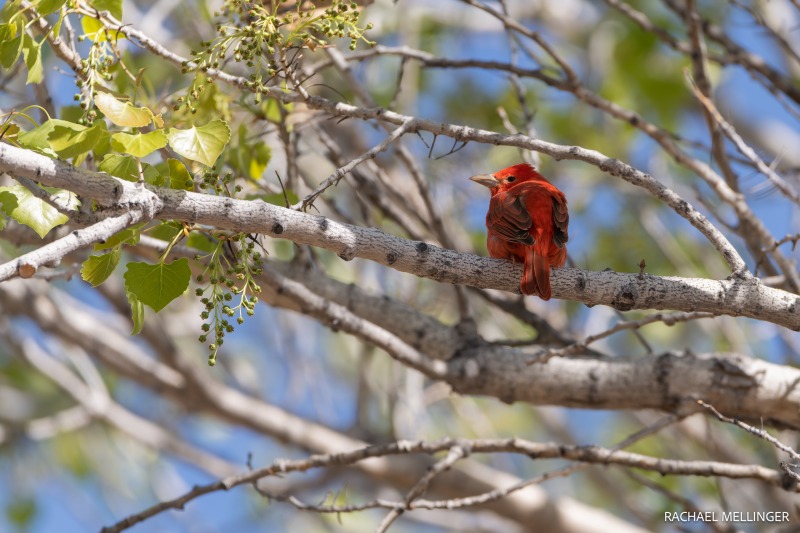 Summer Tanager, whose there